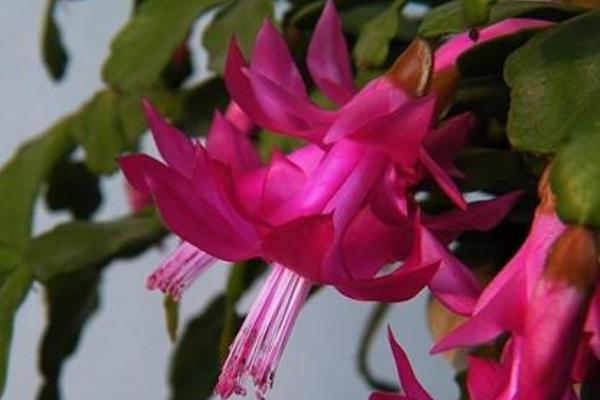 仙人指和蟹爪兰哪个好 仙人指越长越细怎么办(原因及办法)