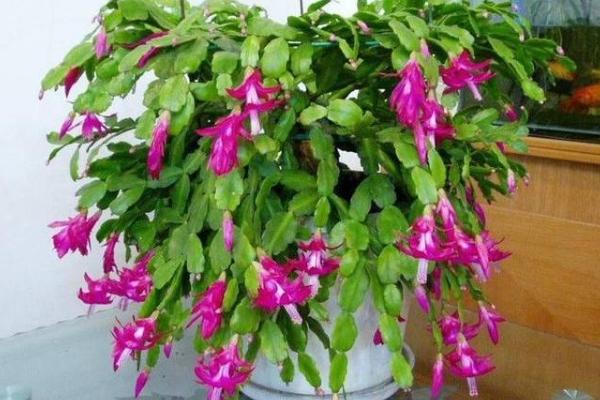 仙人指和蟹爪兰哪个好 仙人指越长越细怎么办(原因及办法)