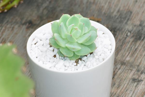 多肉植物静夜图片大全(老桩) 静夜特点与简介