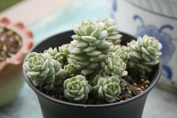 多肉植物静夜图片大全(老桩) 静夜特点与简介