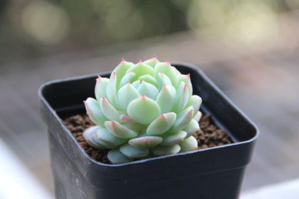 多肉植物静夜图片大全(老桩) 静夜特点与简介