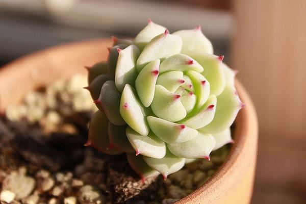 多肉植物静夜图片大全(老桩) 静夜特点与简介