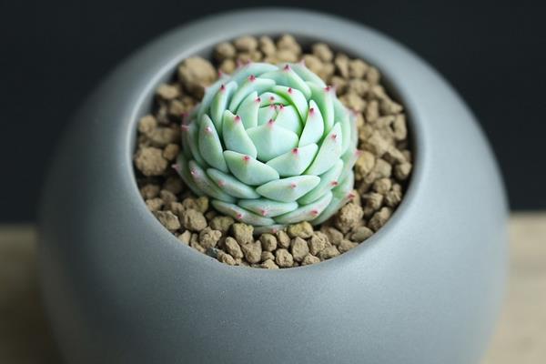 多肉植物静夜图片大全(老桩) 静夜特点与简介