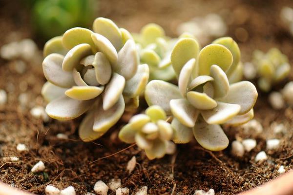 多肉植物静夜图片大全(老桩) 静夜特点与简介