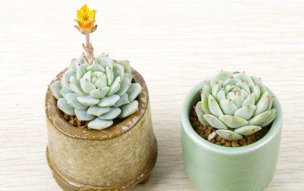 多肉植物静夜图片大全(老桩) 静夜特点与简介