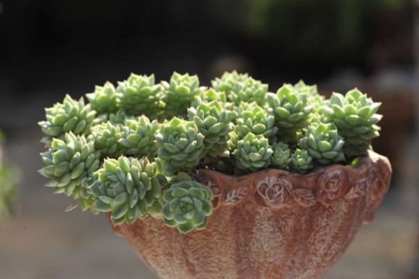 多肉植物静夜图片大全(老桩) 静夜特点与简介