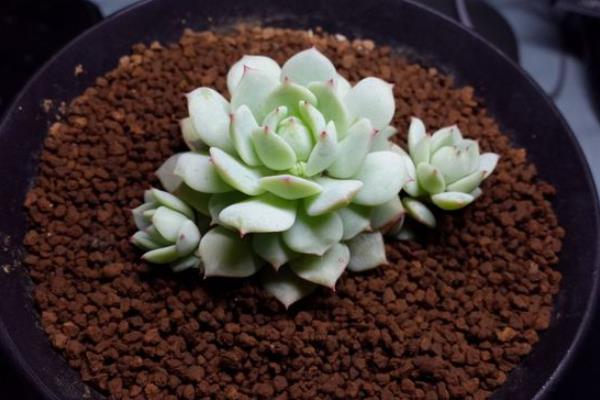 多肉植物静夜图片大全(老桩) 静夜特点与简介