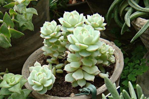 多肉植物静夜图片大全(老桩) 静夜特点与简介