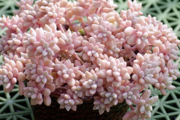 秋丽多肉养殖方法（爆盆技巧） 秋丽浇水与换盆注意事项