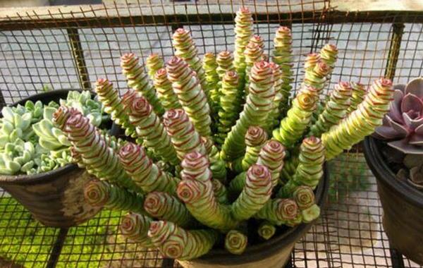 多肉植物小米星与钱串、星王子哪个贵(区别是什么) 小米星怎么度夏