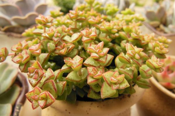 多肉植物小米星与钱串、星王子哪个贵(区别是什么) 小米星怎么度夏