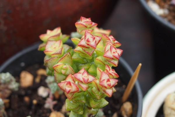 多肉植物小米星与钱串、星王子哪个贵(区别是什么) 小米星怎么度夏