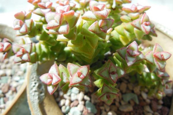 多肉植物小米星与钱串、星王子哪个贵(区别是什么) 小米星怎么度夏