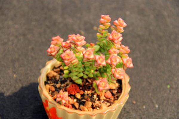 多肉植物小米星与钱串、星王子哪个贵(区别是什么) 小米星怎么度夏