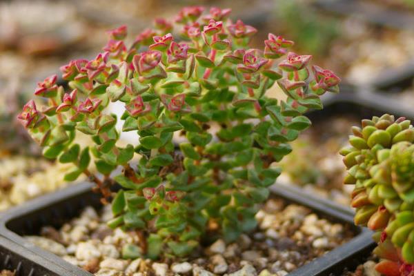 小米星多肉怎么爆盆 小米星干枯的原因是什么