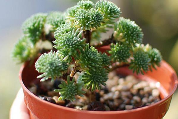 球松多肉图片大全(造型) 球松怎么修剪