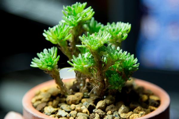 球松多肉图片大全(造型) 球松怎么修剪