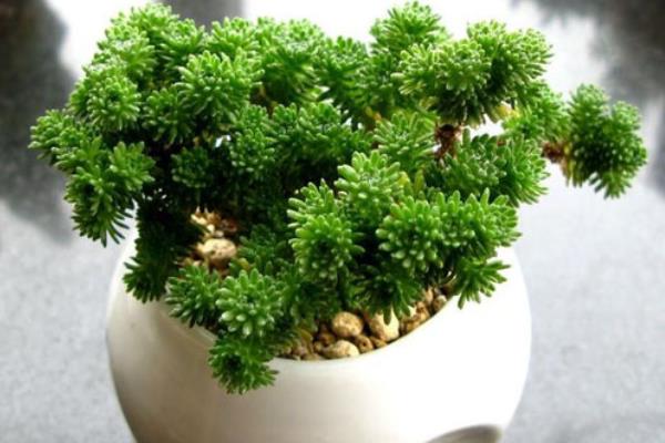 球松多肉图片大全(造型) 球松怎么修剪