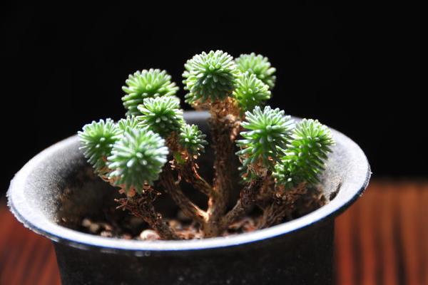 球松多肉图片大全(造型) 球松怎么修剪