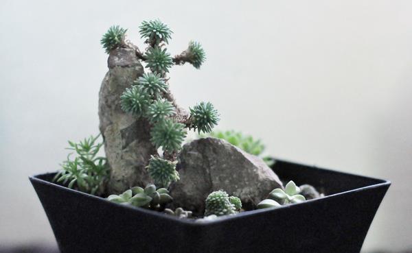 球松多肉图片大全(造型) 球松怎么修剪