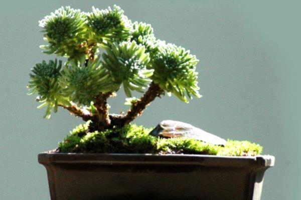 球松多肉图片大全(造型) 球松怎么修剪