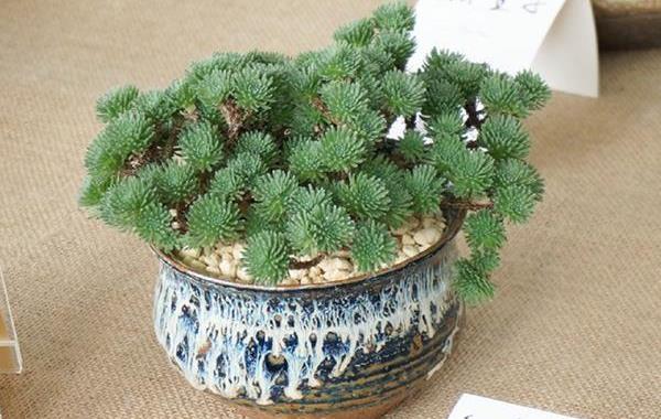 球松多肉图片大全(造型) 球松怎么修剪