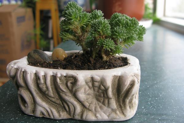 球松多肉图片大全(造型) 球松怎么修剪