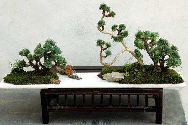 球松多肉图片大全(造型) 球松怎么修剪