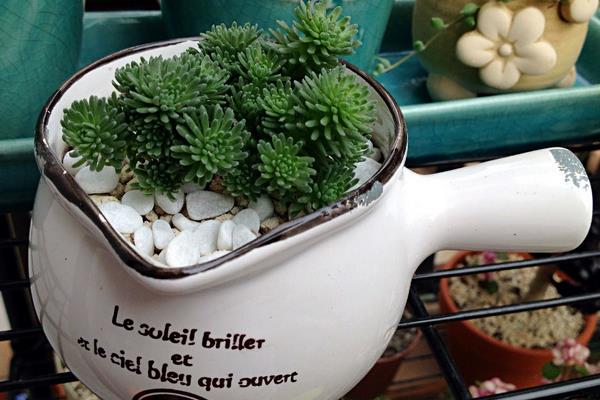 球松多肉图片大全(造型) 球松怎么修剪