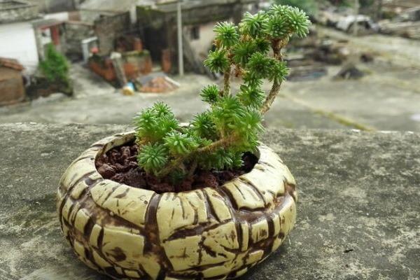 球松多肉图片大全(造型) 球松怎么修剪