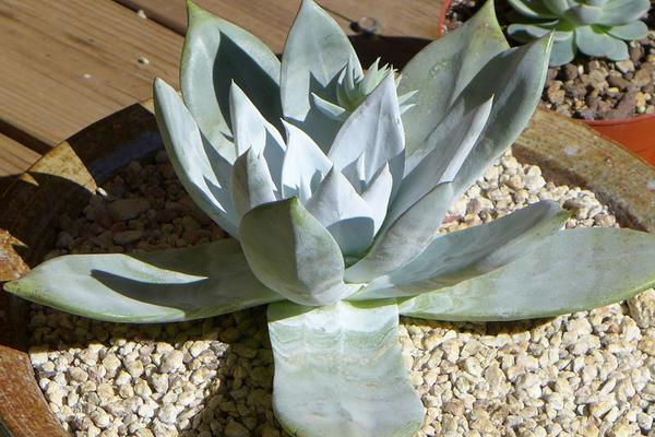 多肉植物仙女杯怎么度夏(夏天) 仙女杯枯叶处理方法