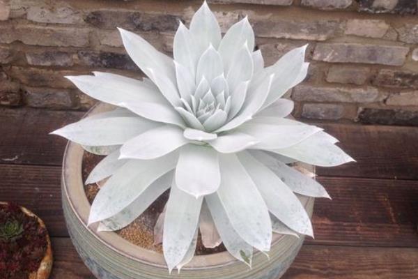 多肉植物仙女杯怎么度夏(夏天) 仙女杯枯叶处理方法