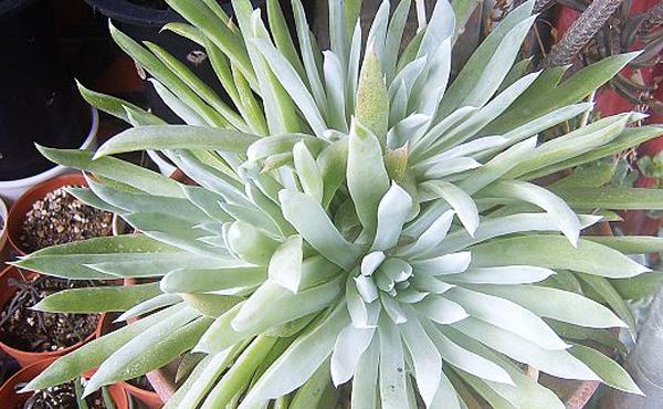 多肉植物仙女杯怎么度夏(夏天) 仙女杯枯叶处理方法