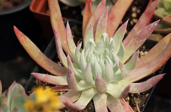 多肉植物仙女杯怎么度夏(夏天) 仙女杯枯叶处理方法