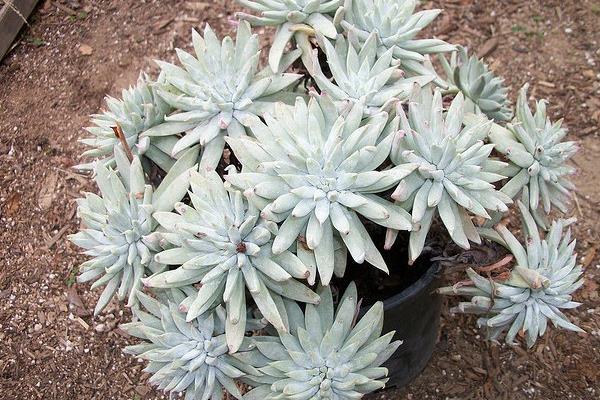 多肉植物仙女杯怎么度夏(夏天) 仙女杯枯叶处理方法