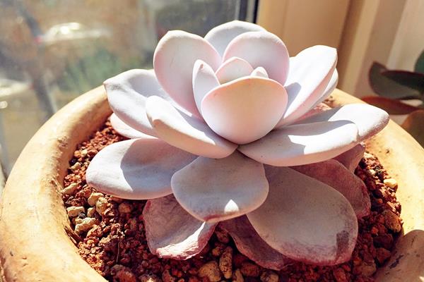 多肉雪莲怎么养 雪莲多肉植物有哪些颜色(白、粉等)