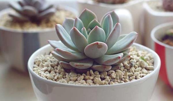 多肉雪莲怎么养 雪莲多肉植物有哪些颜色(白、粉等)