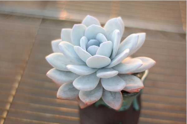 多肉雪莲怎么养 雪莲多肉植物有哪些颜色(白、粉等)