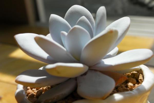 多肉雪莲怎么养 雪莲多肉植物有哪些颜色(白、粉等)