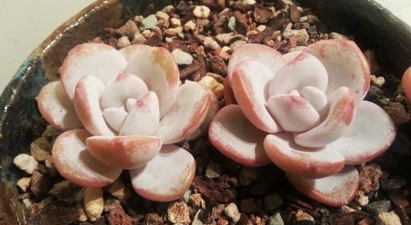 多肉雪莲怎么养 雪莲多肉植物有哪些颜色(白、粉等)