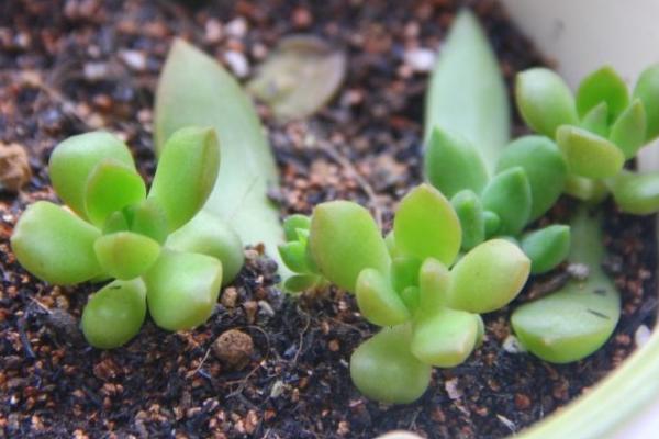 黄丽多肉图片大全(含老桩、开花) 黄丽特点与简介