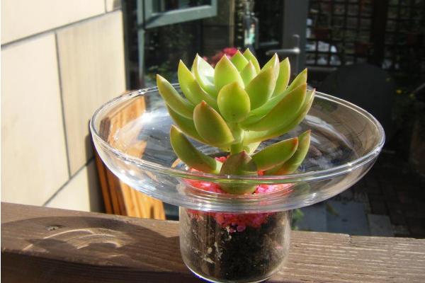 黄丽多肉图片大全(含老桩、开花) 黄丽特点与简介