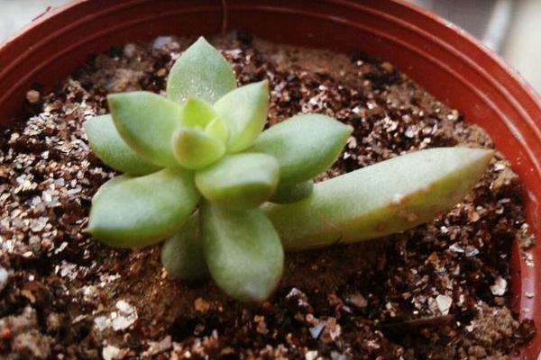 黄丽多肉图片大全(含老桩、开花) 黄丽特点与简介