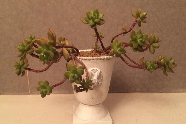 黄丽多肉图片大全(含老桩、开花) 黄丽特点与简介