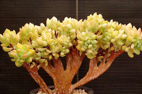 黄丽多肉图片大全(含老桩、开花) 黄丽特点与简介