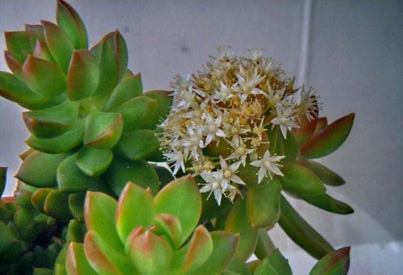 黄丽多肉图片大全(含老桩、开花) 黄丽特点与简介