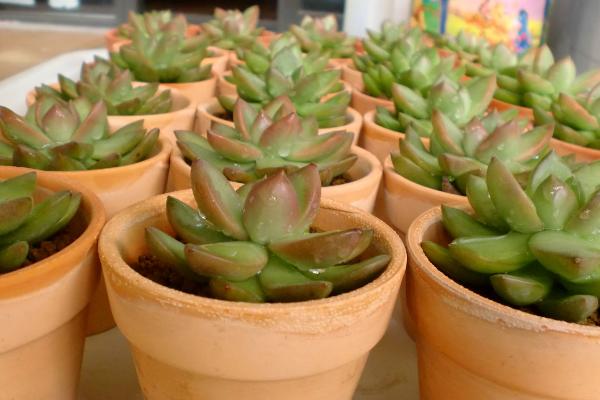 黄丽多肉图片大全(含老桩、开花) 黄丽特点与简介