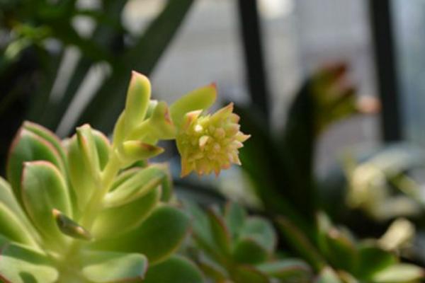 黄丽多肉图片大全(含老桩、开花) 黄丽特点与简介