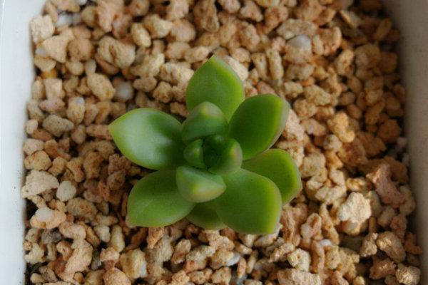 黄丽多肉图片大全(含老桩、开花) 黄丽特点与简介