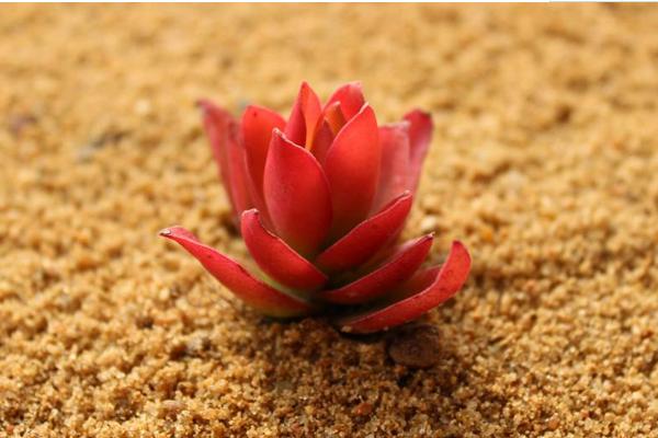 火祭多肉繁殖方法 火祭多肉扦插方法